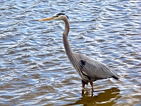 Heron 3